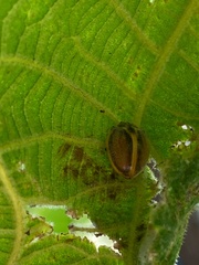 Epilachna clandestina