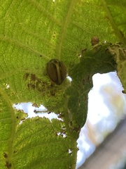 Epilachna clandestina