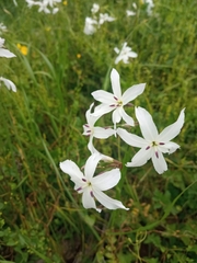 Leucocoryne ixioides