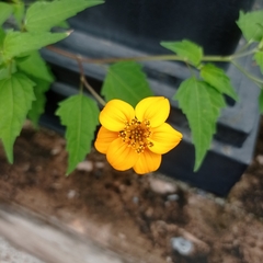 Sclerocarpus divaricatus