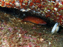 Ctenolabrus rupestris