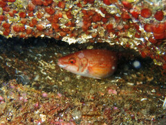 Ctenolabrus rupestris