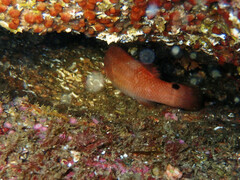 Ctenolabrus rupestris