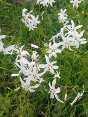 Leucocoryne ixioides