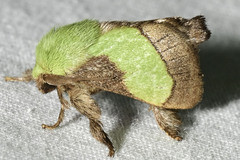 Parasa chloris
