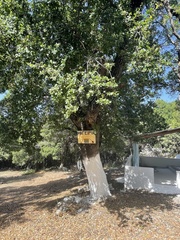 Quercus coccifera