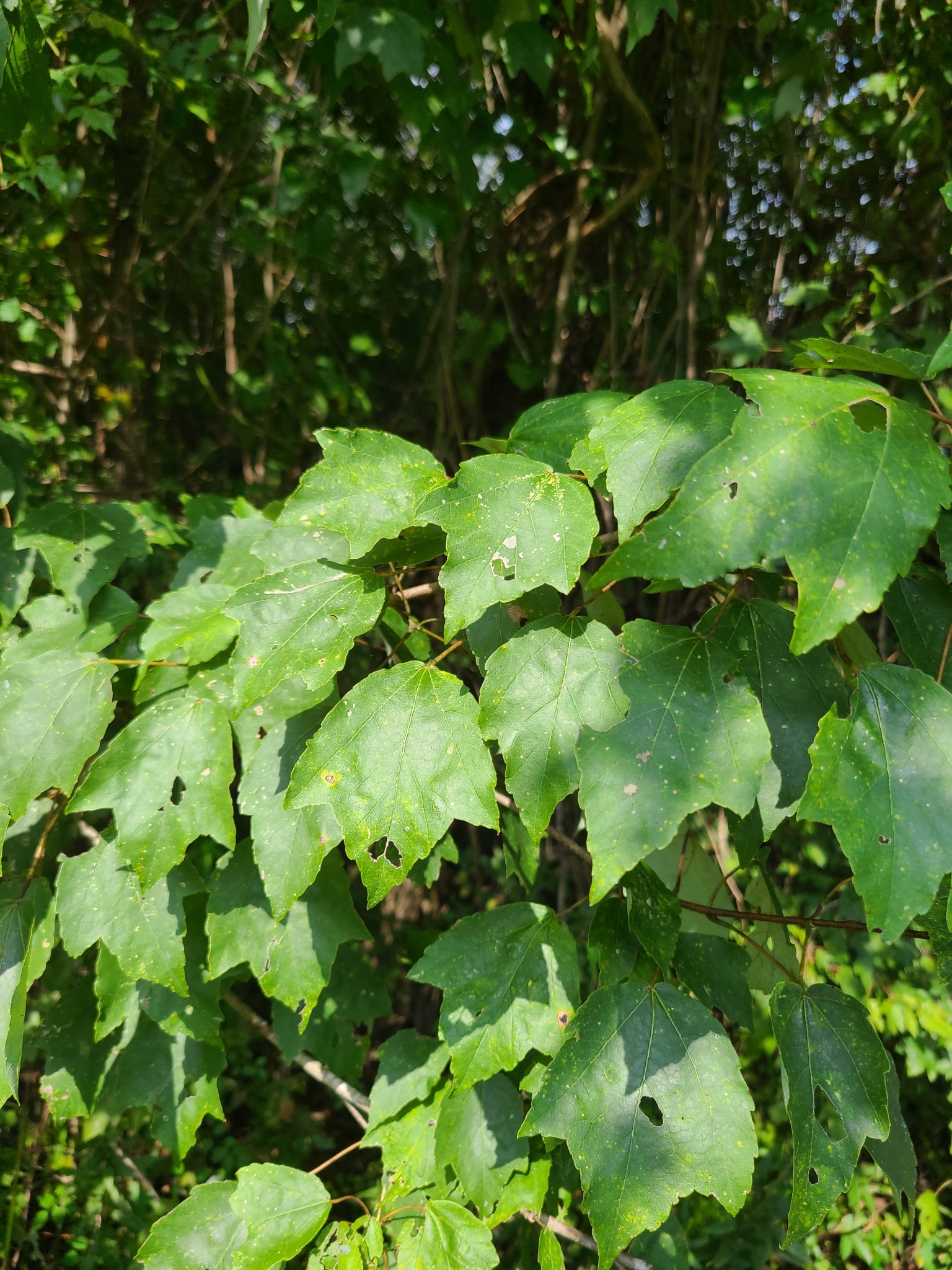 Acer rubrum var. trilobum