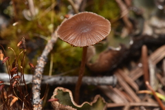 Deconica