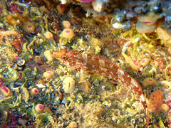 Tripterygion delaisi