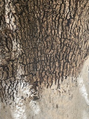 Quercus coccifera