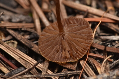Deconica