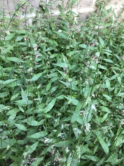 Oplismenus hirtellus