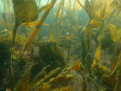 Saccorhiza polyschides