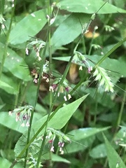 Oplismenus hirtellus