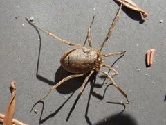 Odiellus spinosus