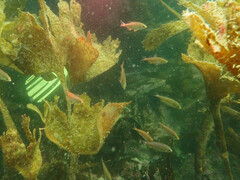 Spondyliosoma cantharus