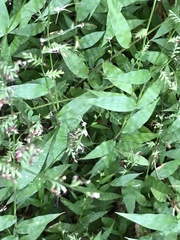 Oplismenus hirtellus