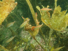 Spondyliosoma cantharus