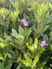 Rhododendron ponticum