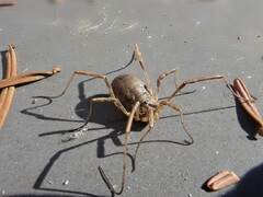 Odiellus spinosus