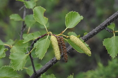 Betula occidentalis