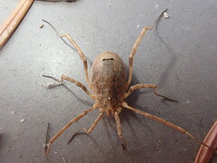 Odiellus spinosus
