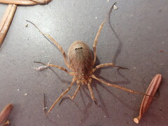 Odiellus spinosus