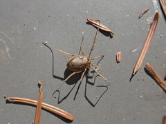 Odiellus spinosus