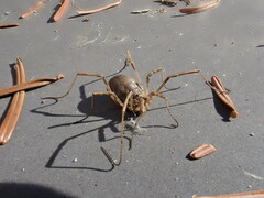 Odiellus spinosus