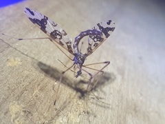 Mischoderus annuliferus