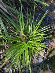 Juncus planifolius