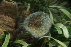 Psammocinia