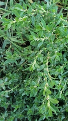 Polygonum aviculare