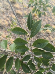 Ulmus pumila