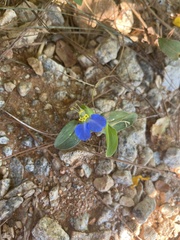 Commelina