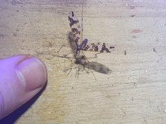 Mischoderus annuliferus