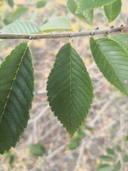 Ulmus pumila