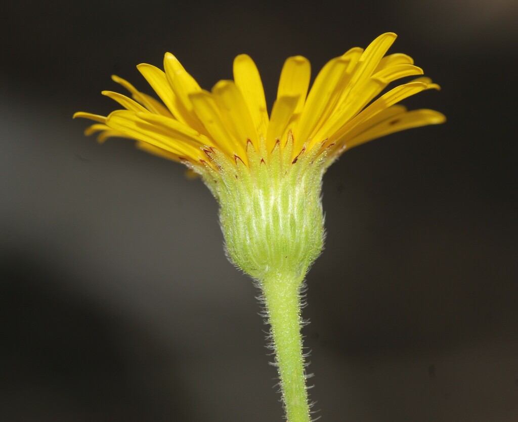 Chrysopsidinae