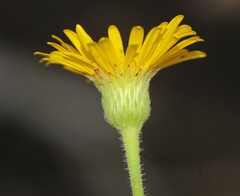 Heterotheca inuloides