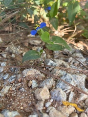 Commelina