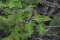 Betula occidentalis