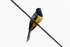 Trogon caligatus