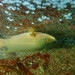 Ballan wrasse