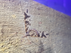 Mischoderus annuliferus
