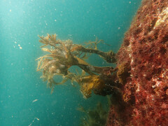 Saccorhiza polyschides