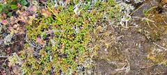 Diapensia lapponica