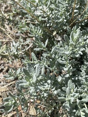 Teucrium capitatum