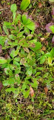 Vaccinium cespitosum