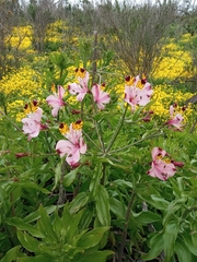 Alstroemeria pulchra