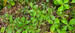 Vaccinium cespitosum